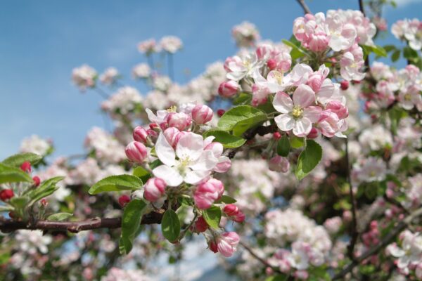 Südtirol zur Zeit der Apfelblüte
