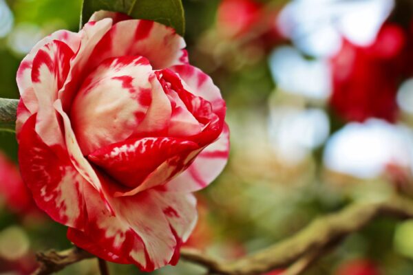 Zur Kamelienblüte nach Opatija