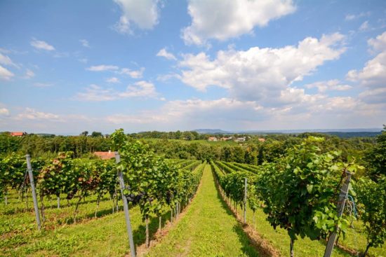 Steiermark –  blühendes Schilcherland neu!