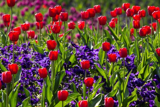 Tulpenblüte Slowenien - der Frühling erwacht